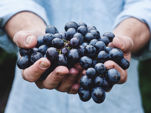hands holding vibrant blueberries