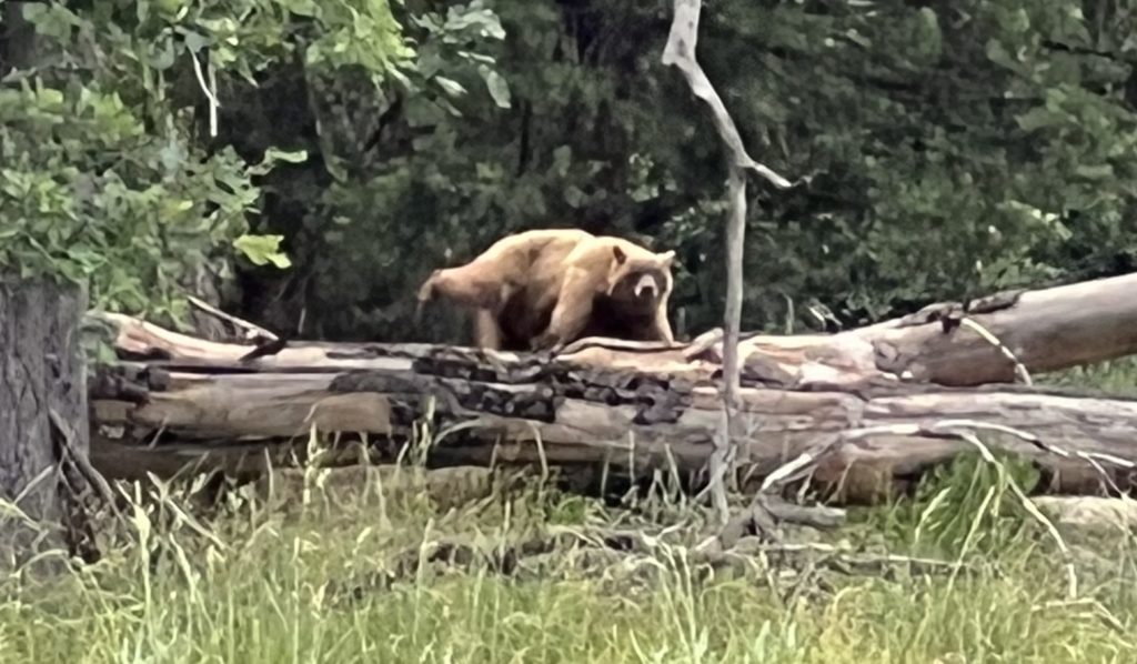 Black bear in stoneman meadow in Yosemite valley