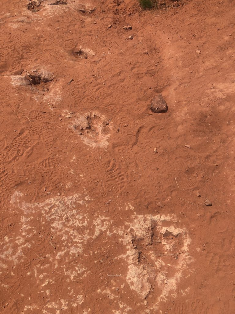 dino prints covered in light red dust in utah